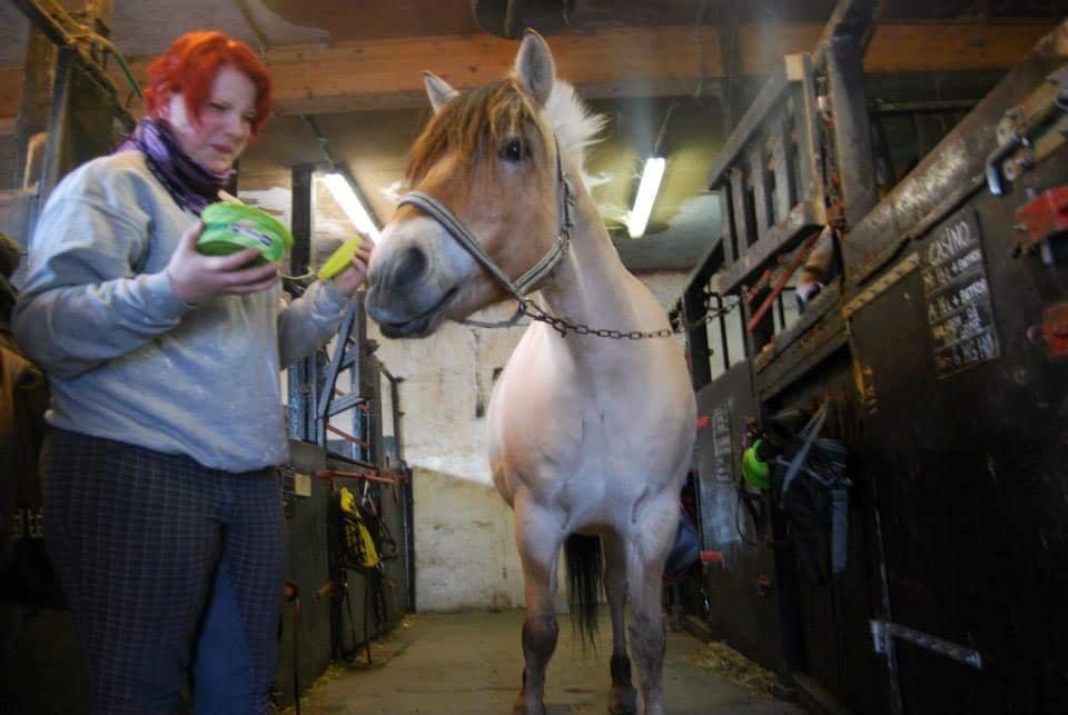 Fjordhest Freja billede 29