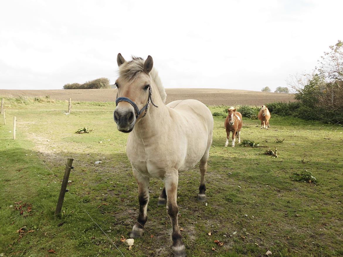 Fjordhest kildegårdens fie *RIP* billede 17