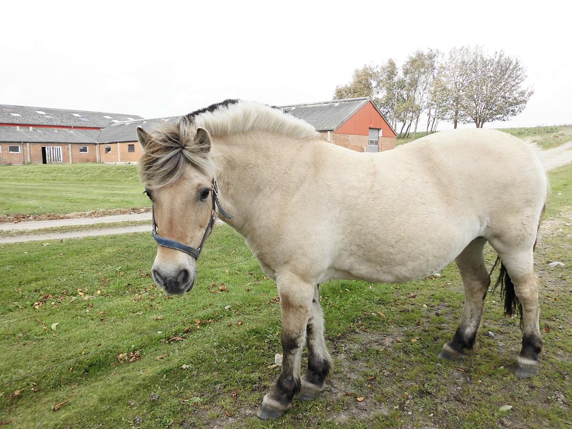 Fjordhest kildegårdens fie *RIP* billede 19