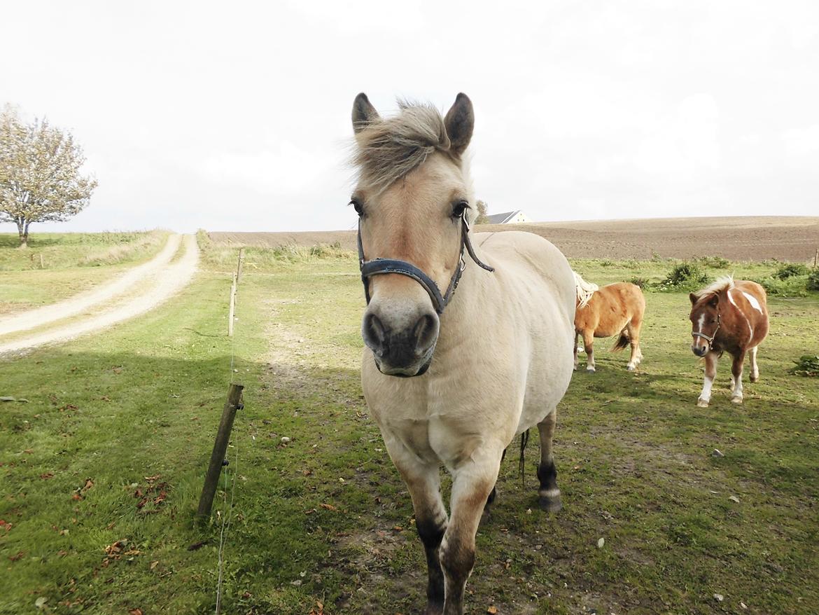 Fjordhest kildegårdens fie *RIP* billede 18