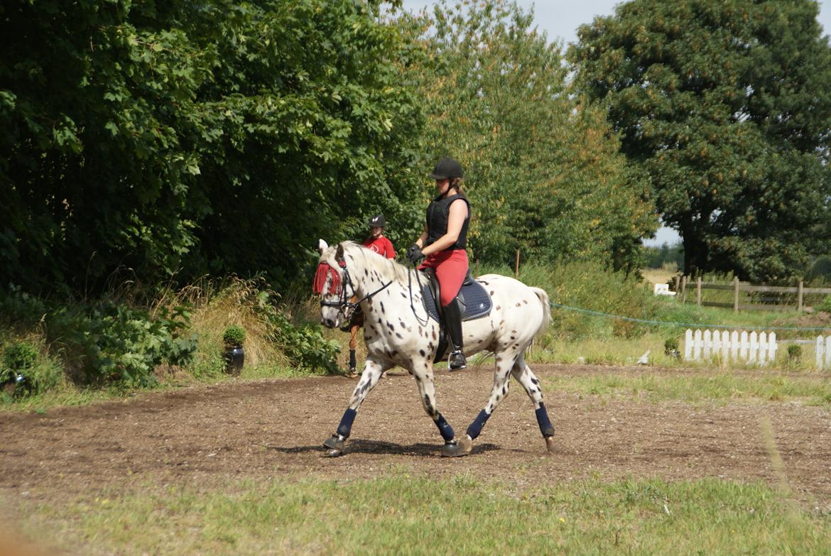 Anden særlig race Skrædderdals Al Capone - "When he's okay, then I'm alright"   billede 3