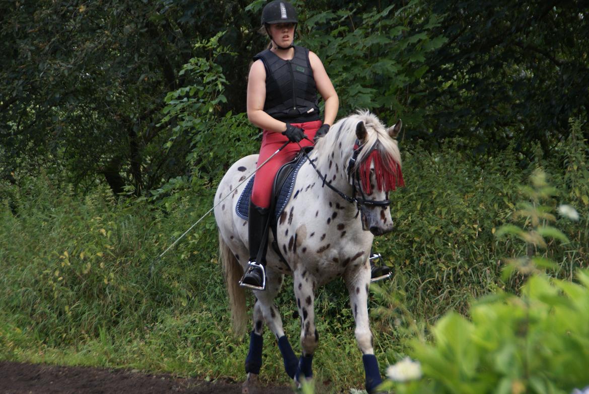 Anden særlig race Skrædderdals Al Capone - "I'm glad I met you, I hope you know that" billede 5