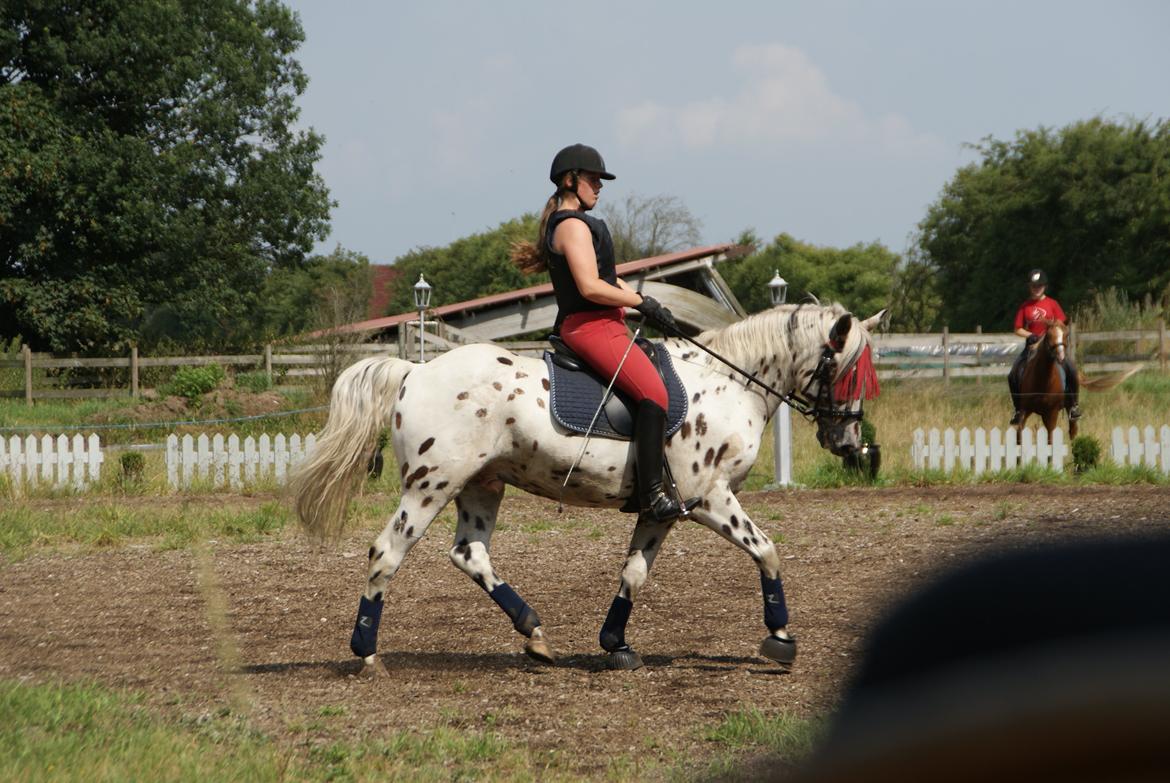 Anden særlig race Skrædderdals Al Capone - "Horseback riding is LIFE, the rest is just details" billede 7