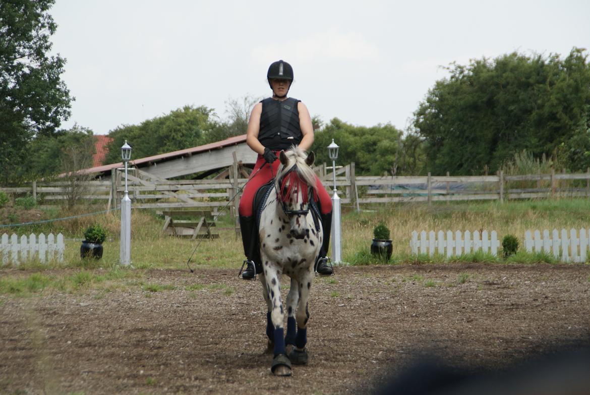 Anden særlig race Skrædderdals Al Capone - "He looked at her the way all girls wanted to be looked at" billede 4