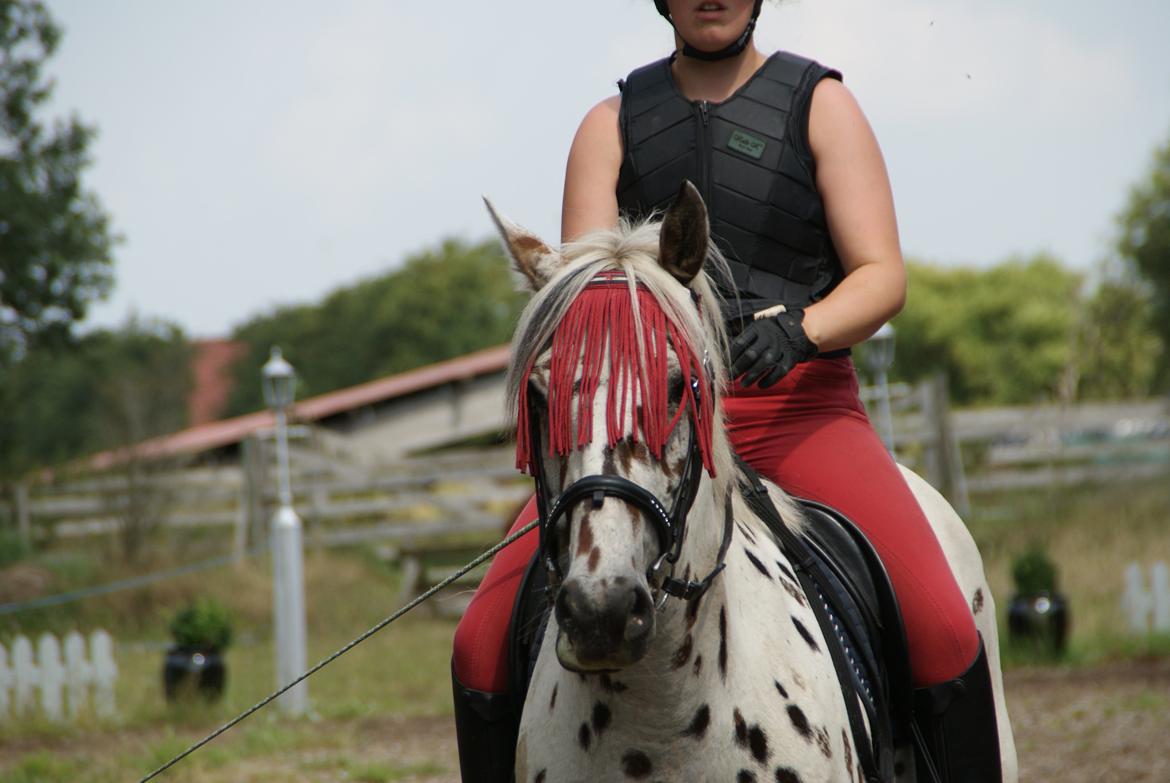 Anden særlig race Skrædderdals Al Capone - Al Capone - "Even on bad days, i'll still be happy with you" billede 1