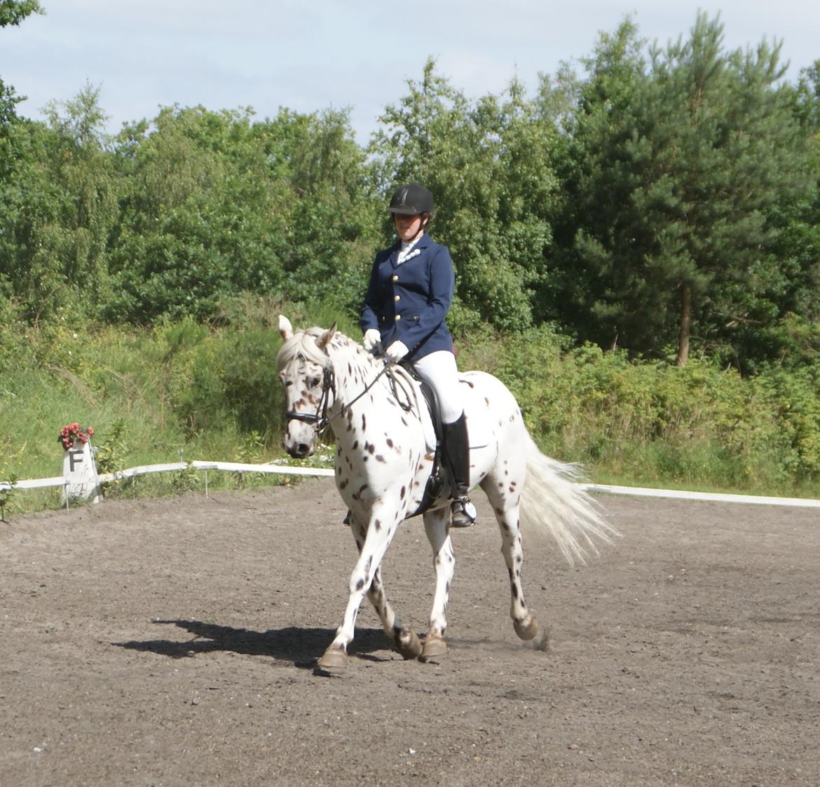 Anden særlig race Skrædderdals Al Capone billede 8