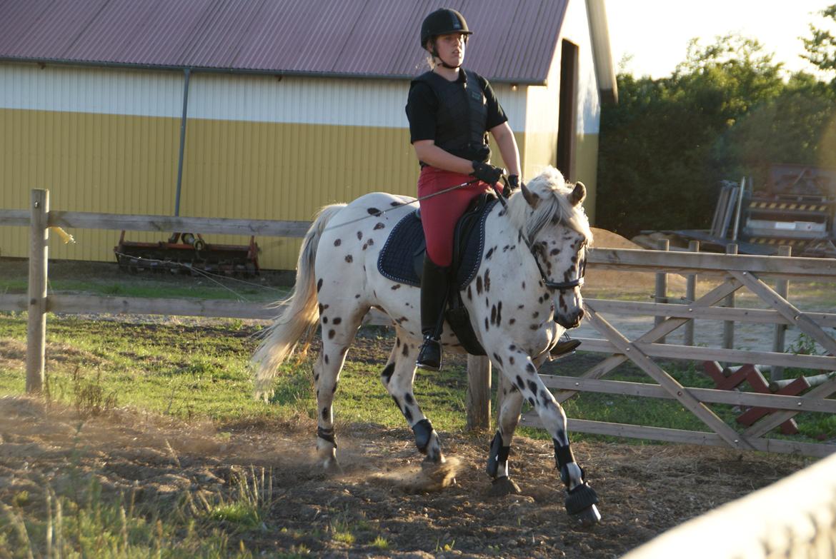 Anden særlig race Skrædderdals Al Capone - "The master has failed more times, than the beginner has even tried" billede 10