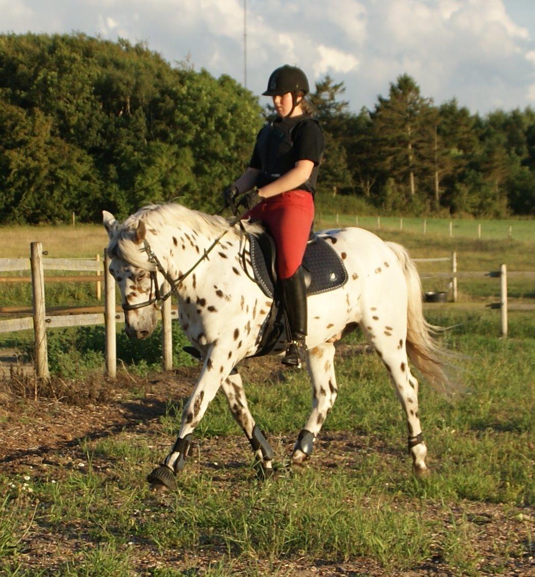 Anden særlig race Skrædderdals Al Capone - "Three choices in life. Give up - Give in - or give it all you've got" billede 11