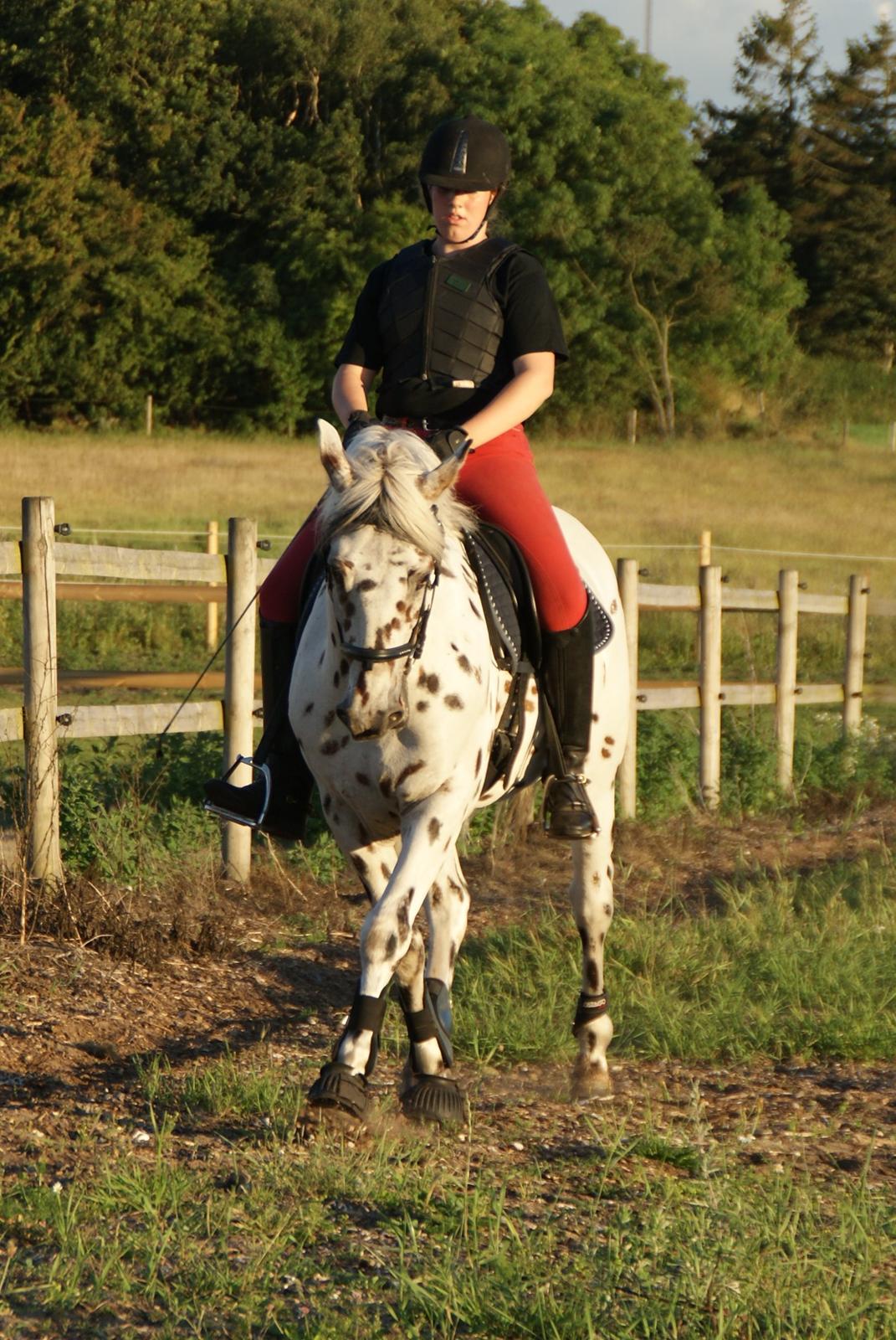 Anden særlig race Skrædderdals Al Capone billede 12