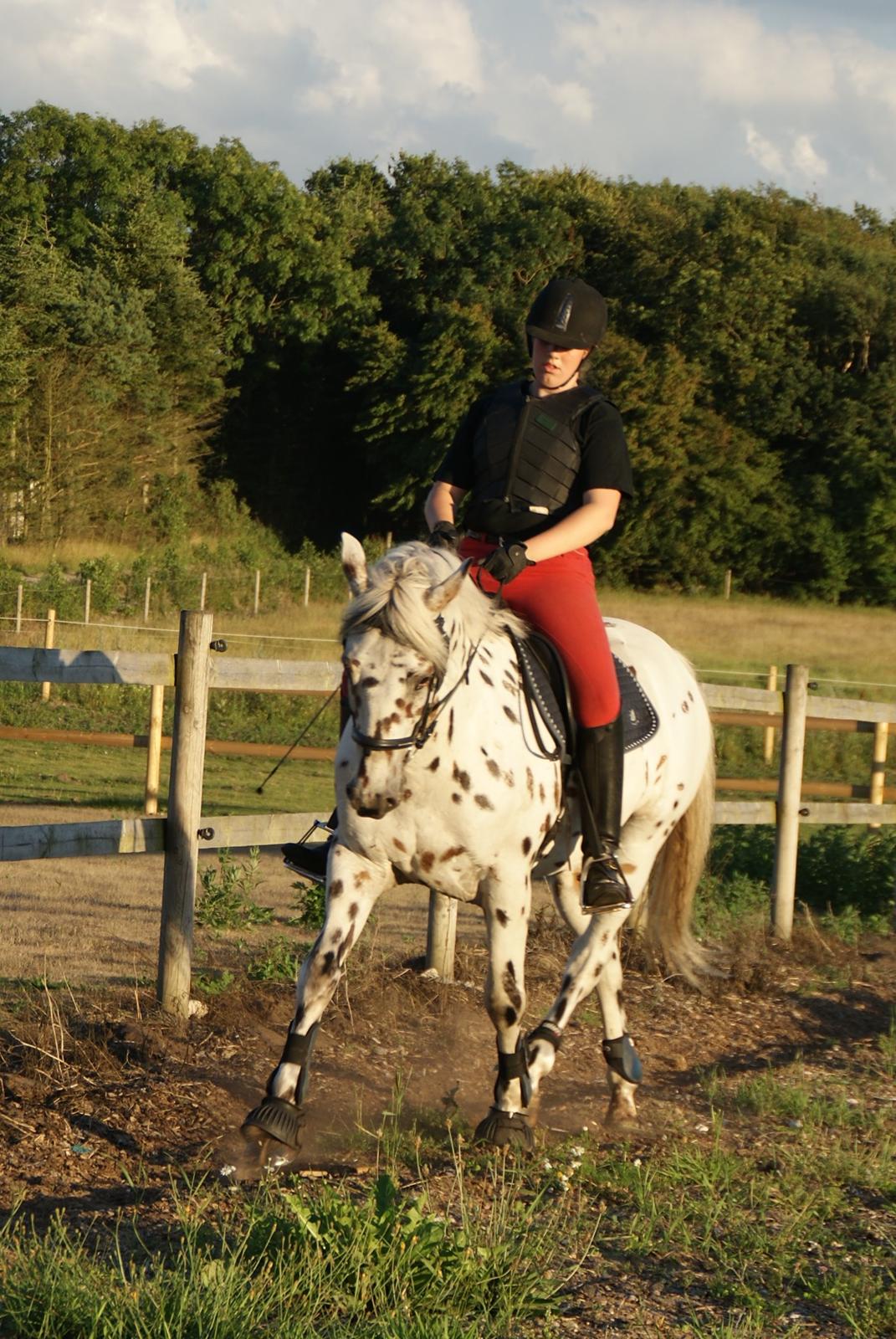 Anden særlig race Skrædderdals Al Capone - "It doesn't matter how good you are. It matters if you have the passion" billede 13