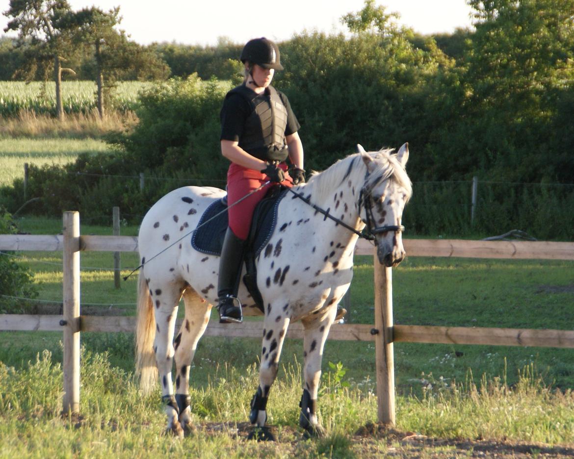 Anden særlig race Skrædderdals Al Capone - "Don't ever let someone tell you that you can't do it!!" billede 9