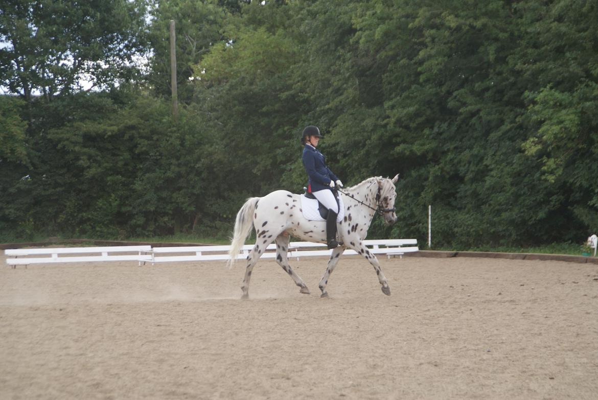 Anden særlig race Skrædderdals Al Capone - "Just because you took longer than others, doesn't mean you failed" billede 14