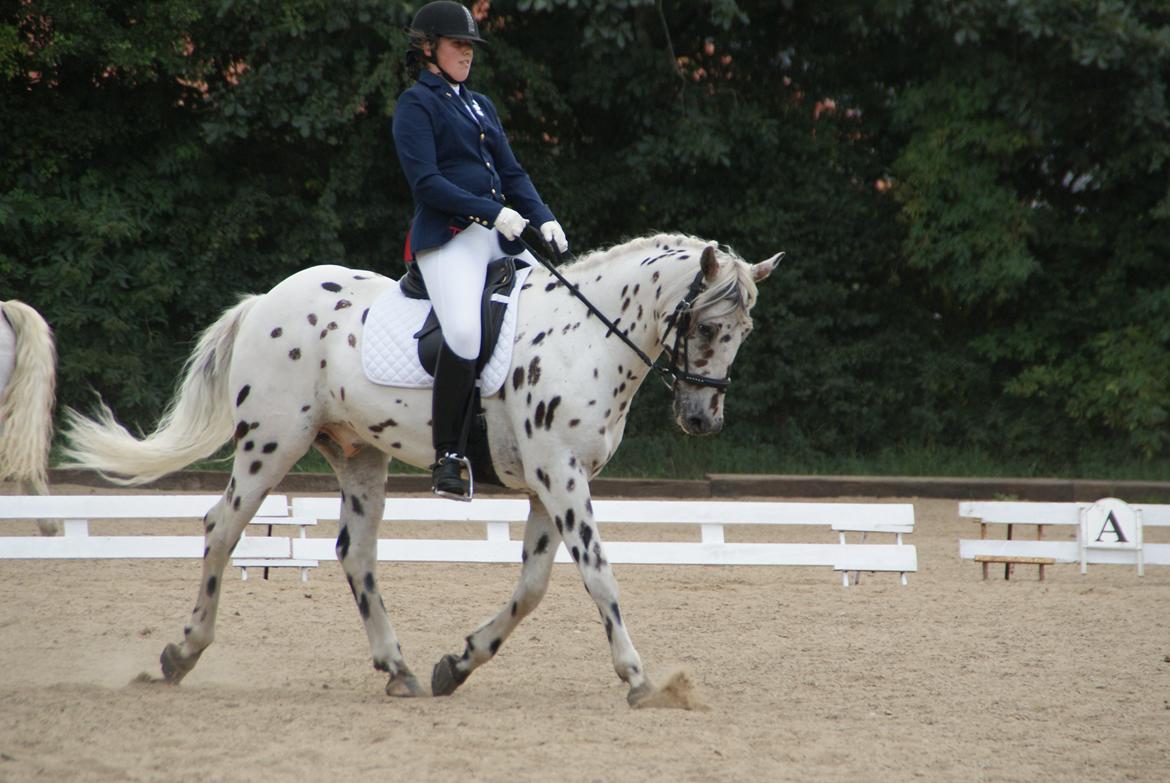 Anden særlig race Skrædderdals Al Capone billede 16