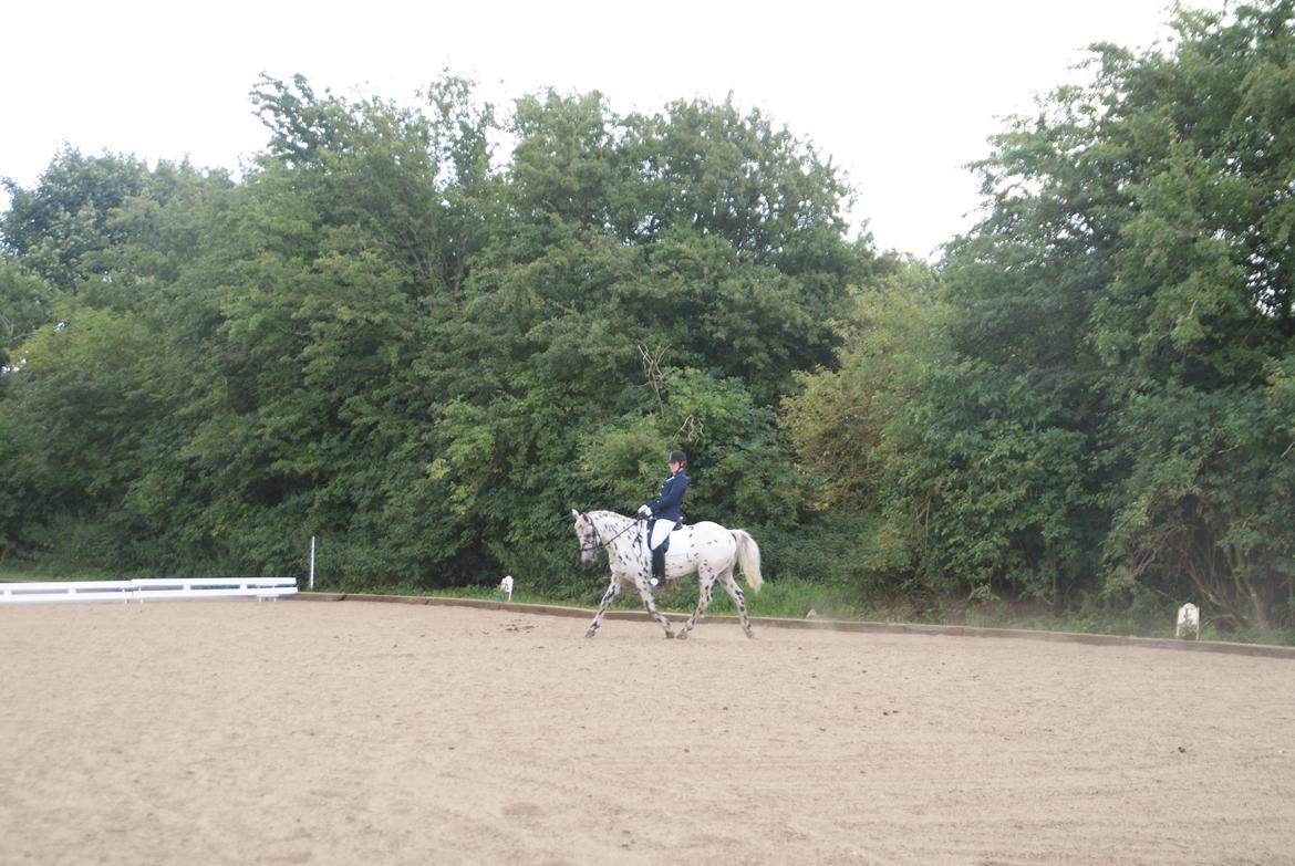 Anden særlig race Skrædderdals Al Capone billede 15