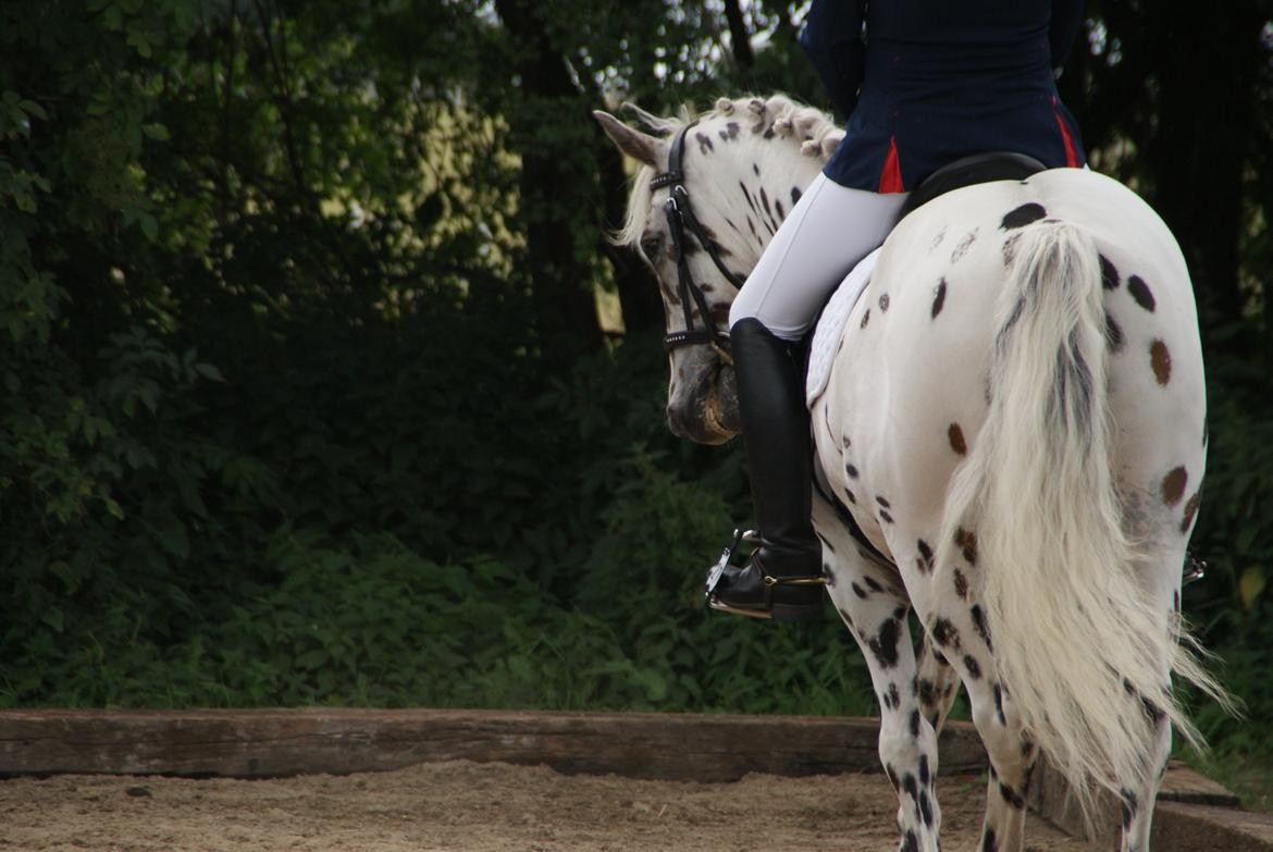 Anden særlig race Skrædderdals Al Capone - "Maybe it's not about the happy ending, maybe it's about the story" billede 18