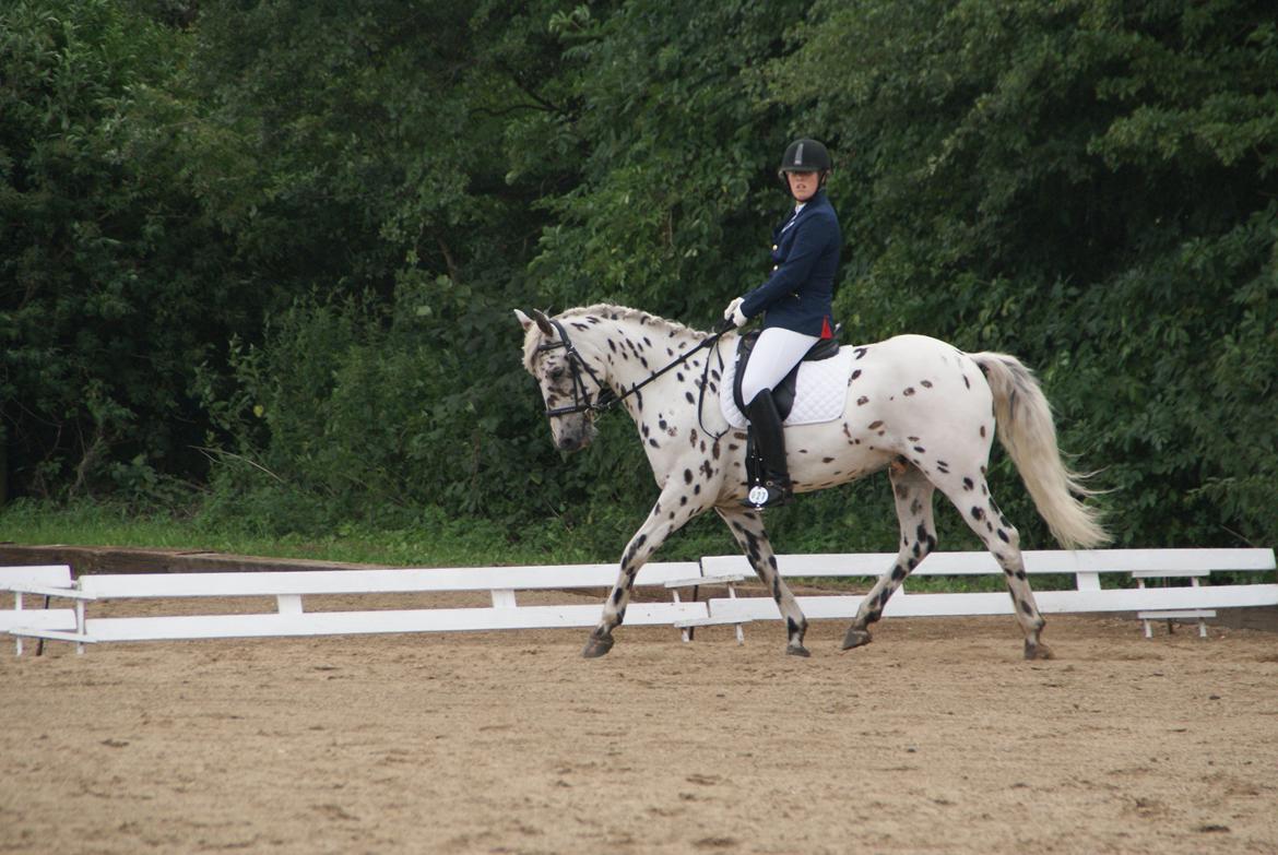 Anden særlig race Skrædderdals Al Capone - "Practice like you never won. Preform like you never lost" billede 17