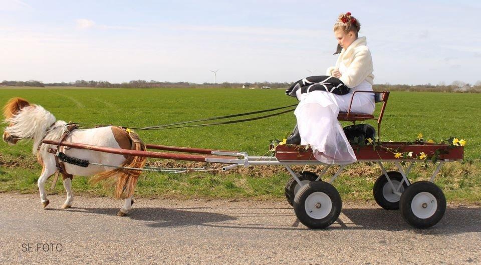 Miniature Bella billede 15