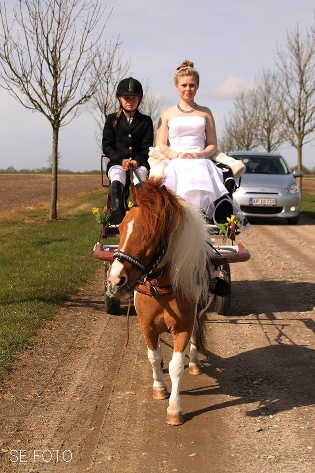 Miniature Bella billede 16