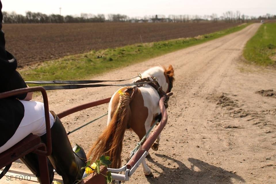 Miniature Bella billede 18