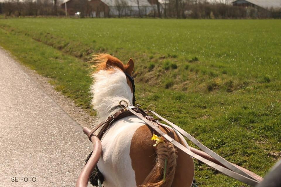 Miniature Bella billede 17