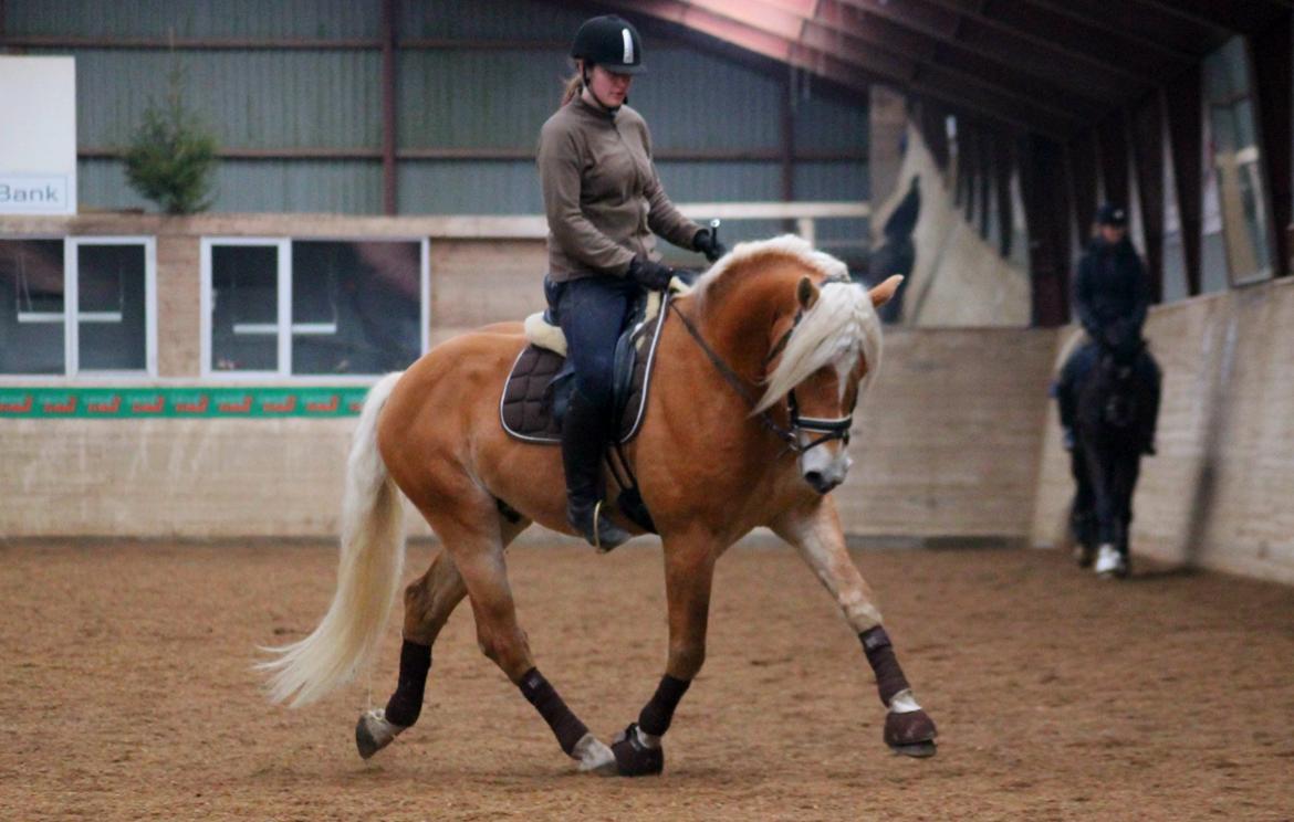 Tyroler Haflinger Stallone af Elghuset *AVLSHINGST* - Træning i OHR 2015 billede 14