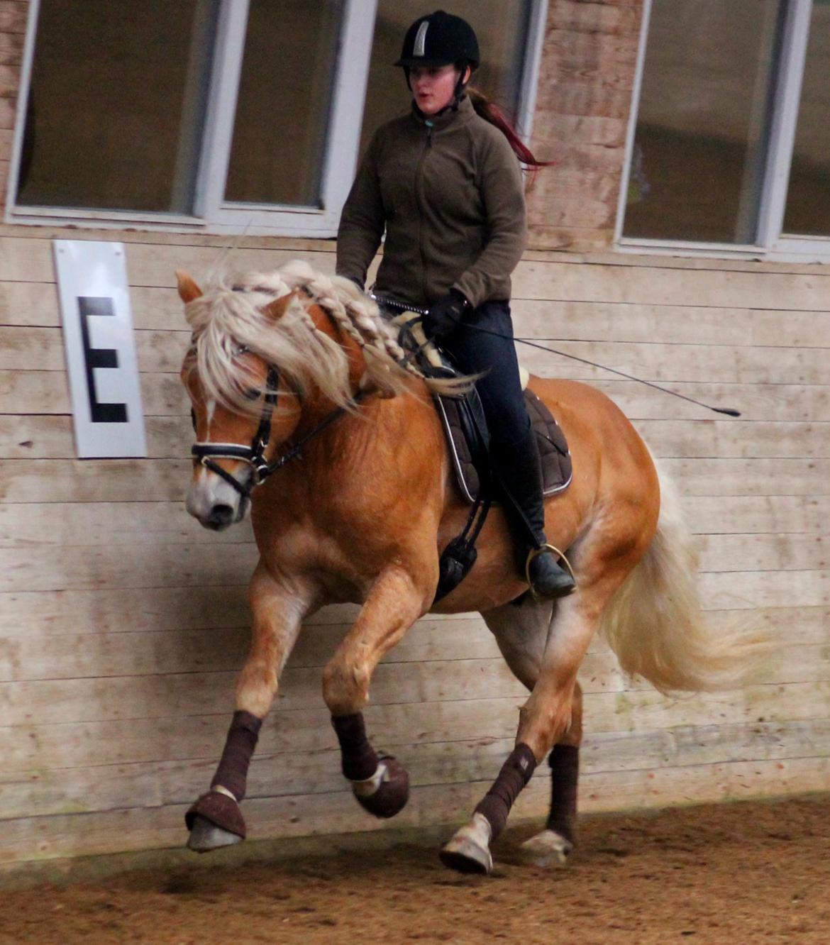 Tyroler Haflinger Stallone af Elghuset *AVLSHINGST* - Træning i OHR 2015 billede 15