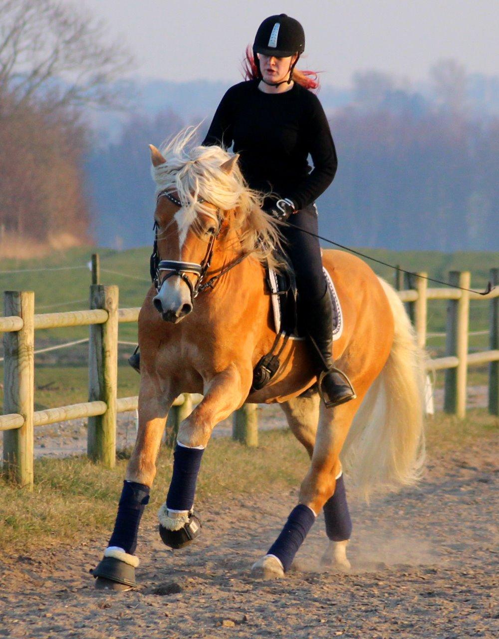 Tyroler Haflinger Stallone af Elghuset *AVLSHINGST* - Træning hjemme 2015 billede 13