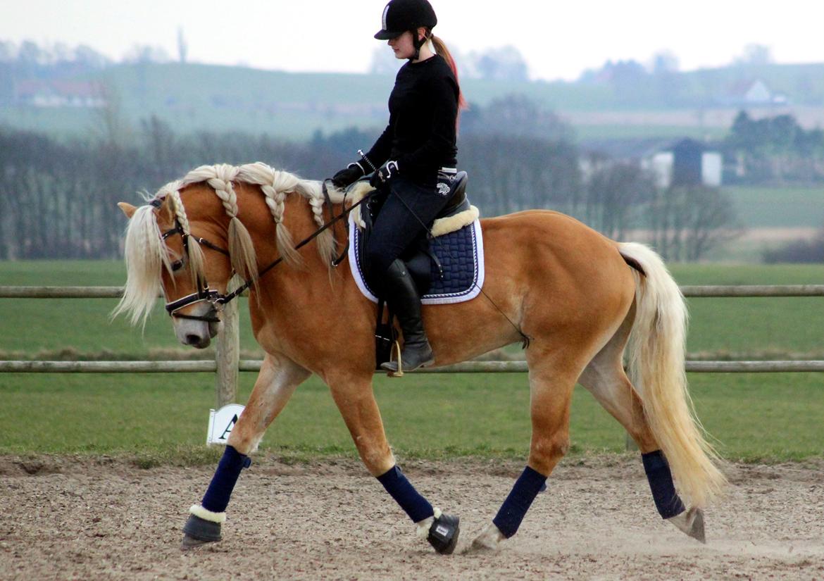 Tyroler Haflinger Stallone af Elghuset *AVLSHINGST* - Træning hjemme 2015 billede 12