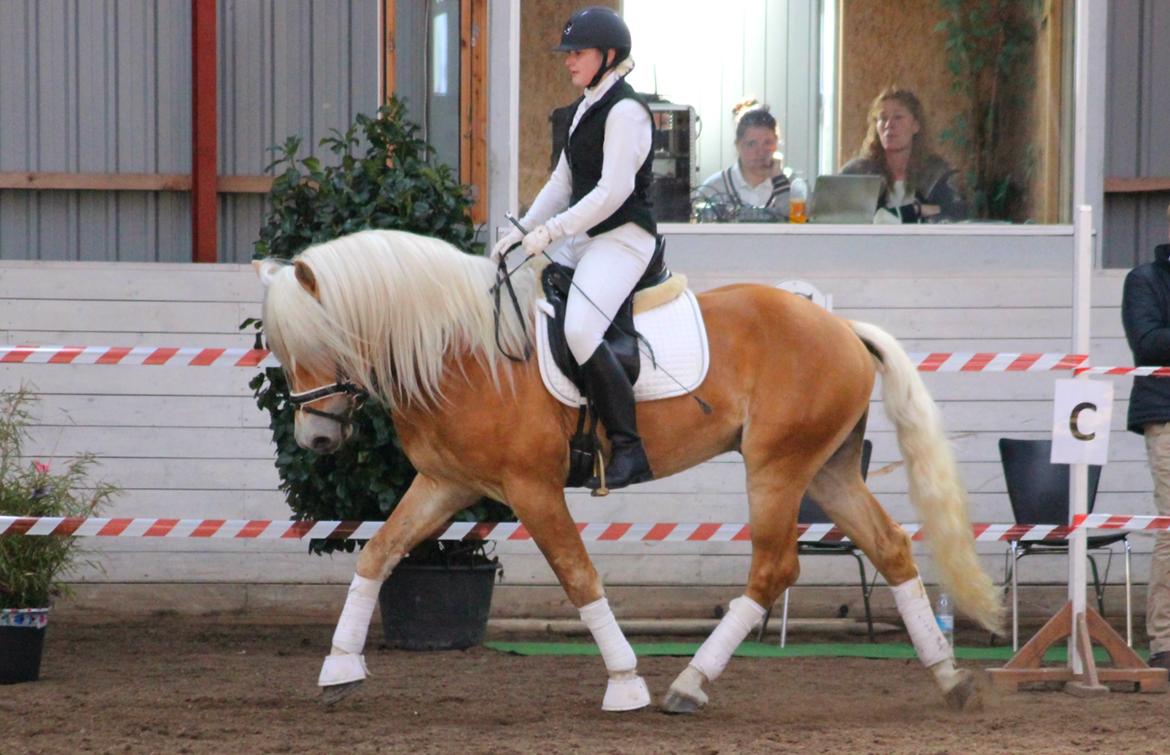Tyroler Haflinger Stallone af Elghuset *AVLSHINGST* - Pony Hingste Show Sjælland 2015 billede 11