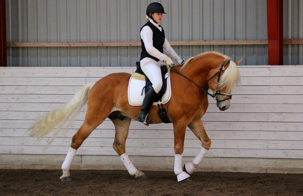 Tyroler Haflinger Stallone af Elghuset *AVLSHINGST* - Pony Hingste Show Sjælland 2015 billede 10
