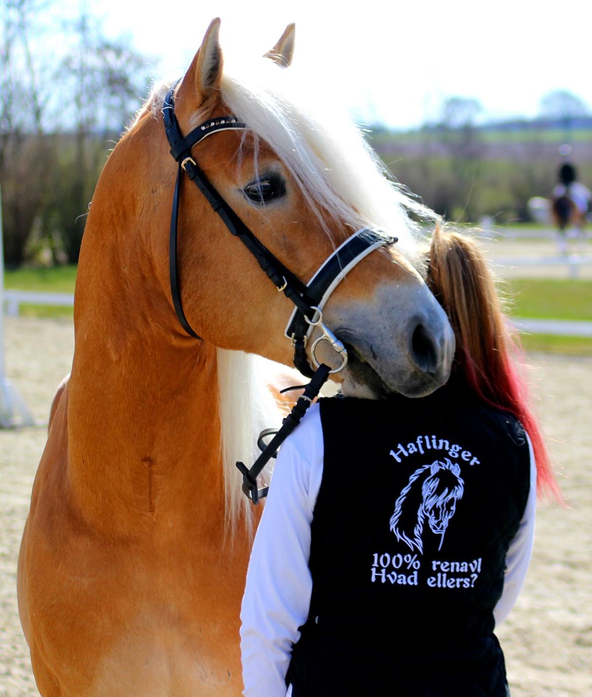Tyroler Haflinger Stallone af Elghuset *AVLSHINGST* - Pony Hingste Show Sjælland 2015 billede 9