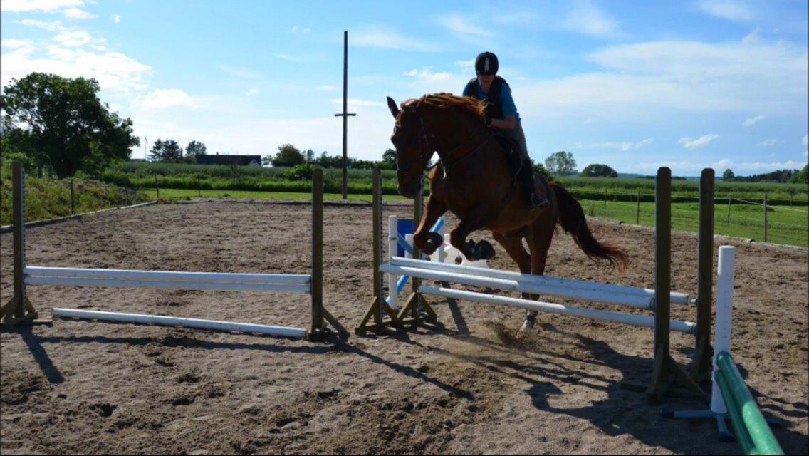 Dansk Varmblod Delight billede 14