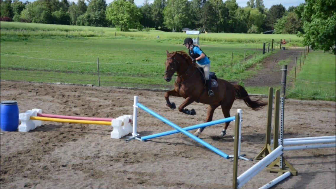 Dansk Varmblod Delight billede 15