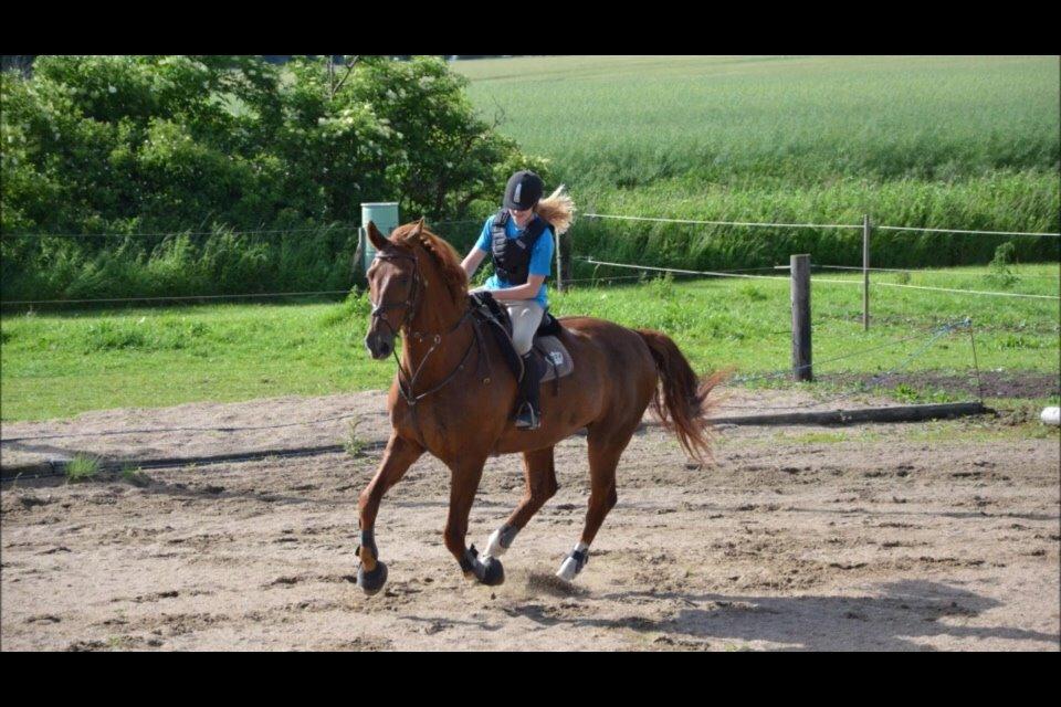 Dansk Varmblod Delight billede 16