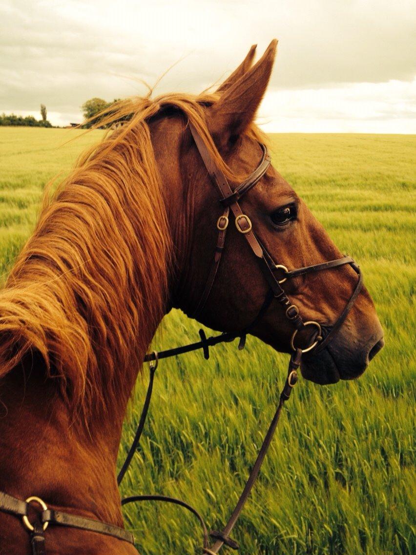 Dansk Varmblod Delight billede 18