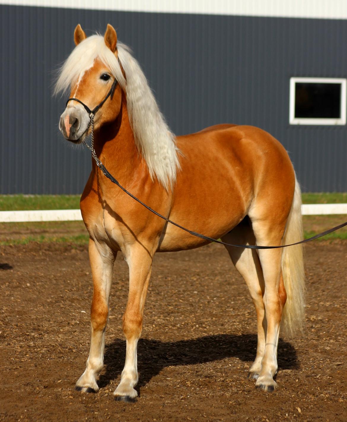 Tyroler Haflinger Watson af Elghuset (Solgt) billede 2