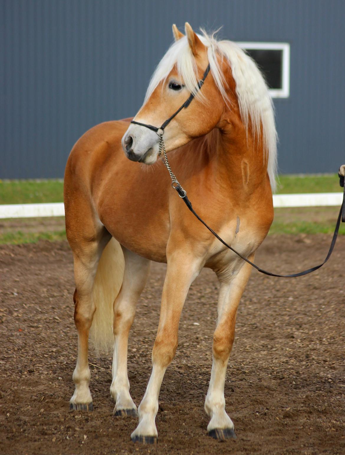 Tyroler Haflinger Watson af Elghuset (Solgt) billede 1