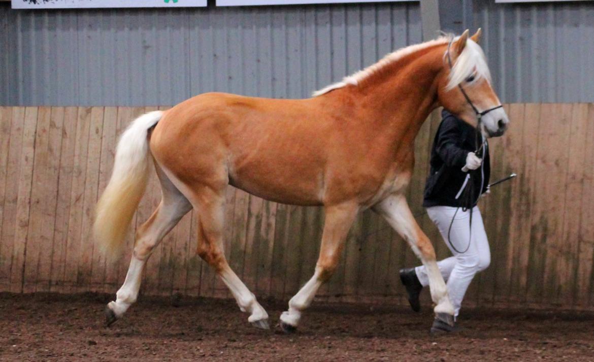 Tyroler Haflinger Watson af Elghuset (Solgt) billede 3