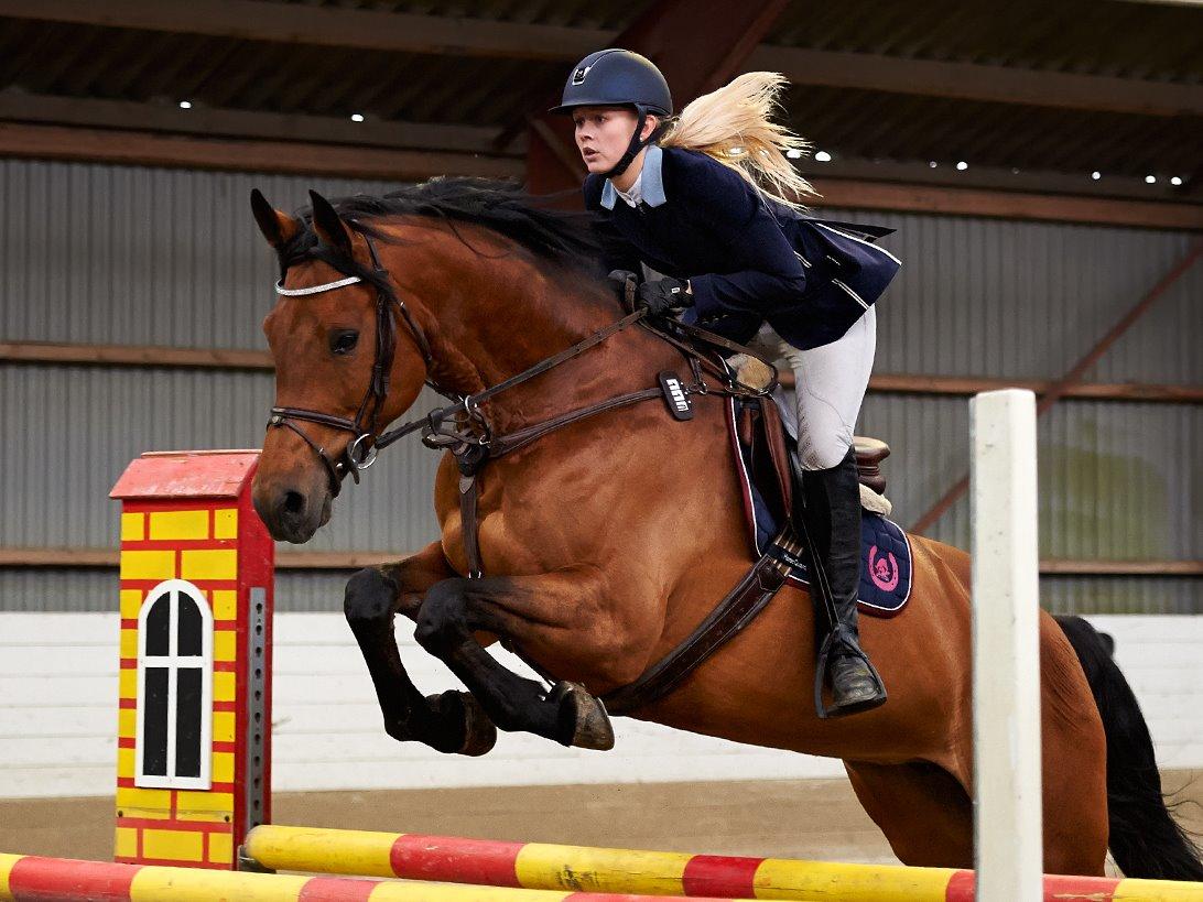 Svensk Varmblod Cherrio (swb) billede 13