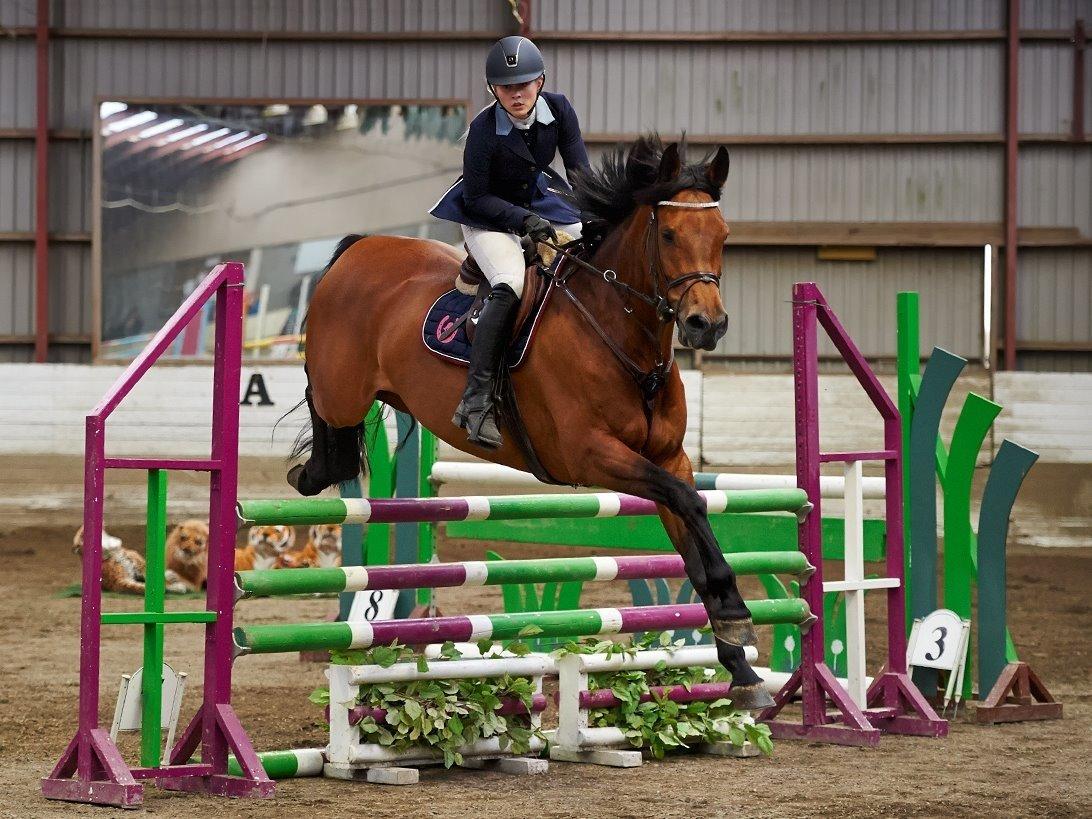 Svensk Varmblod Cherrio (swb) billede 14