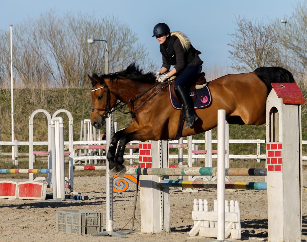 Svensk Varmblod Cherrio (swb) - undervisning på hillerød (HIS) billede 19