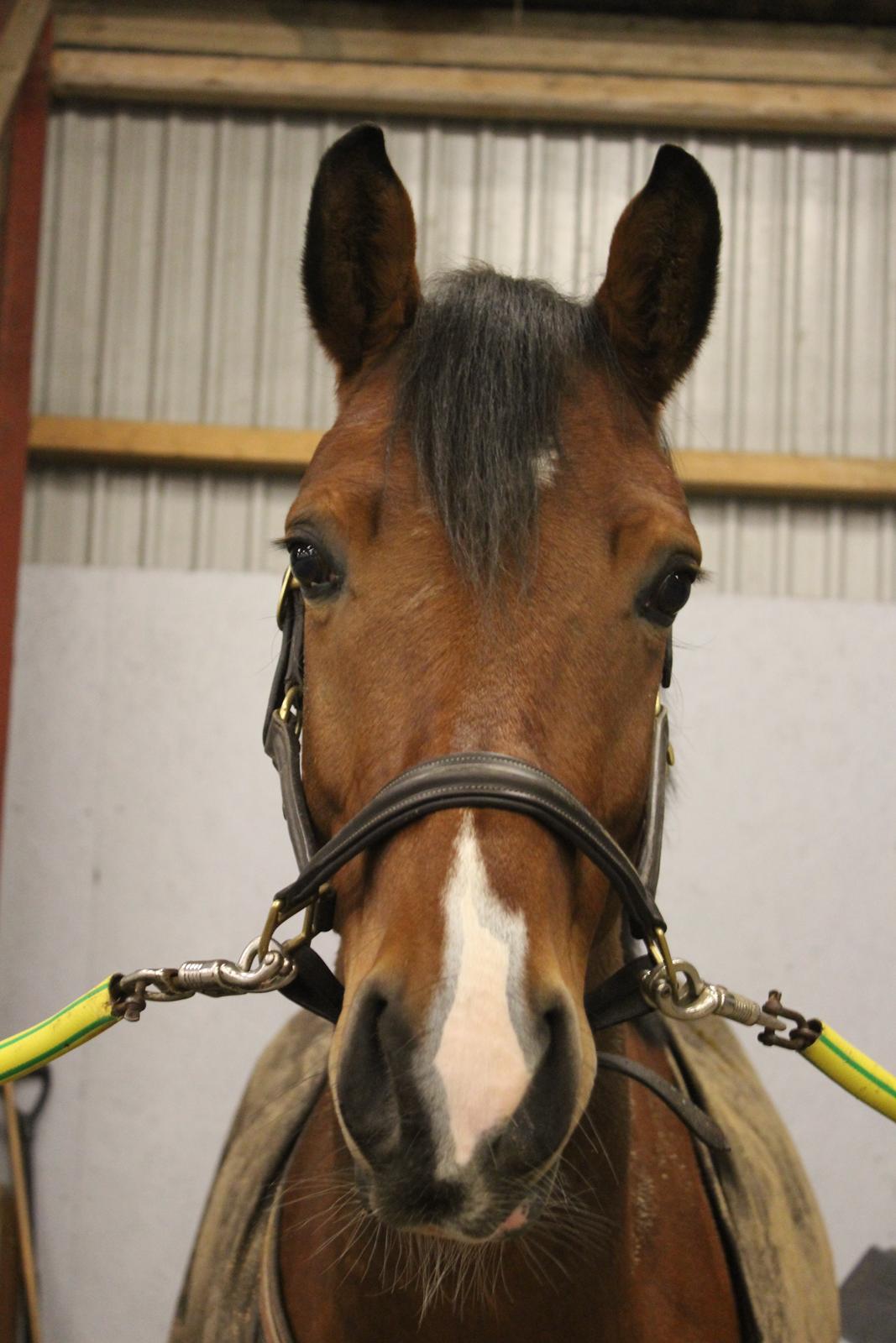 DSP Skovlys Cazador billede 3