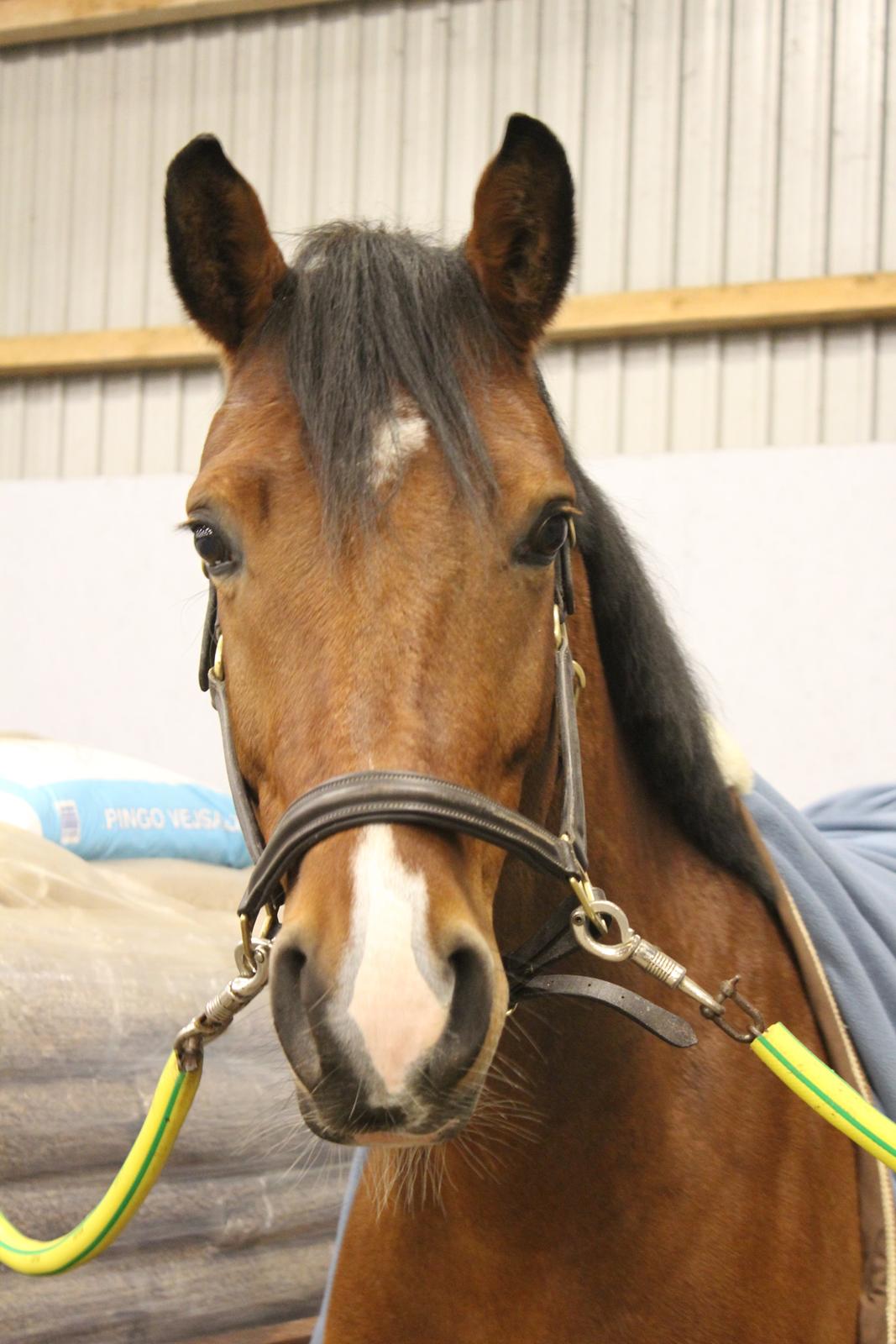 DSP Skovlys Cazador billede 2