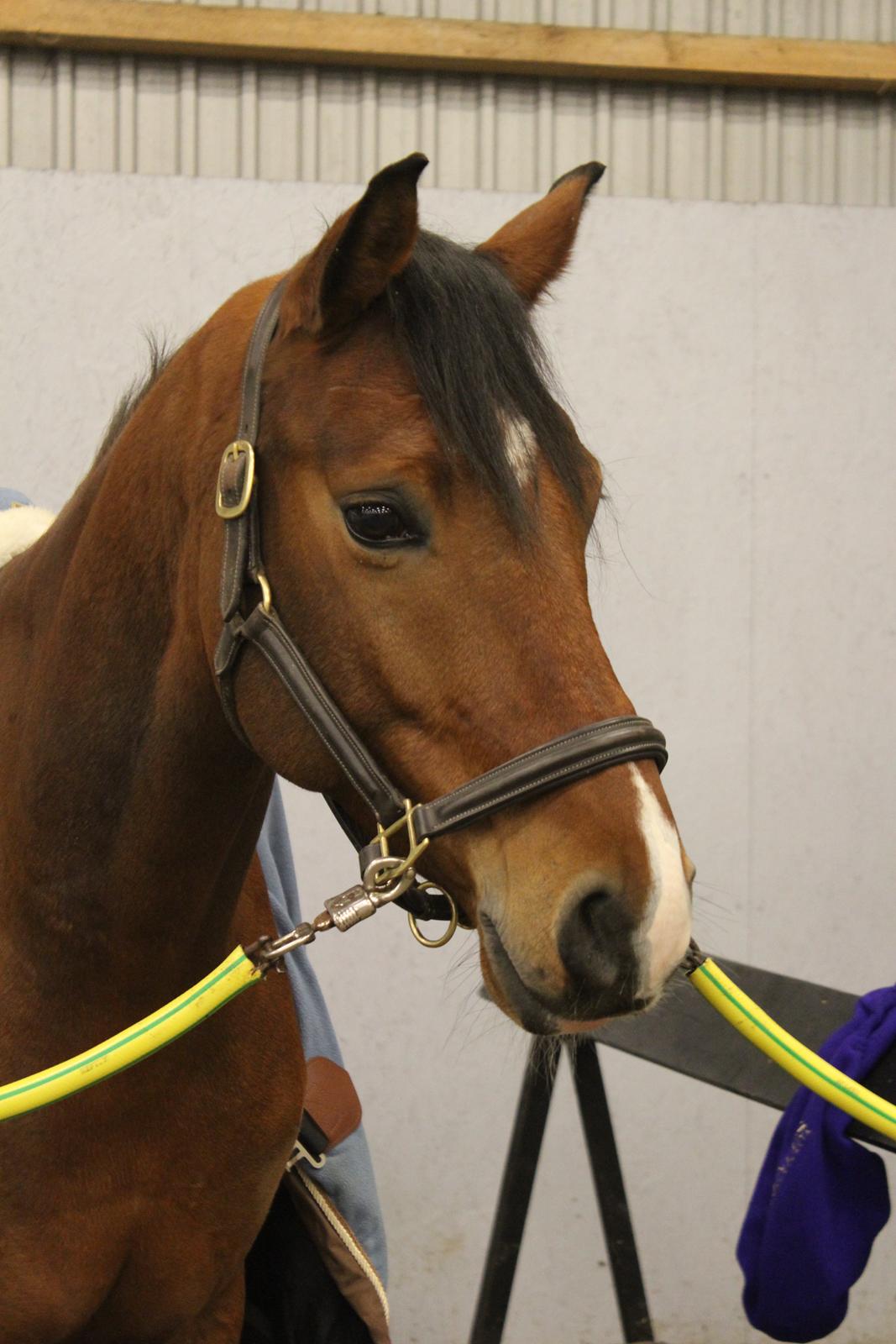 DSP Skovlys Cazador billede 1