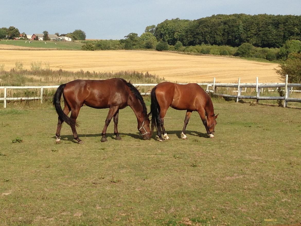 DSP Skovlys Cazador - På fold med sin gode kammerat, Jacuzzi :) billede 7