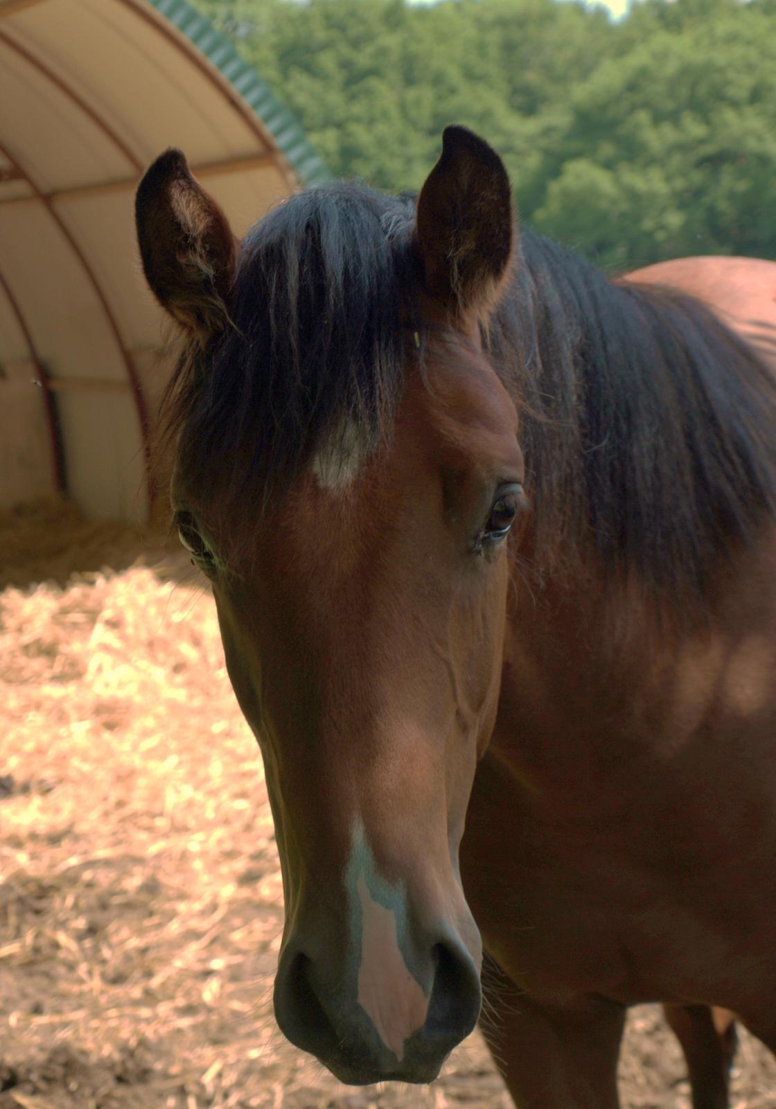DSP Skovlys Cazador - Cazador, da han var plag :) billede 17
