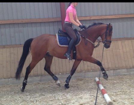 DSP Skovlys Cazador - Første gang han traver over bomme med rytter :D billede 12