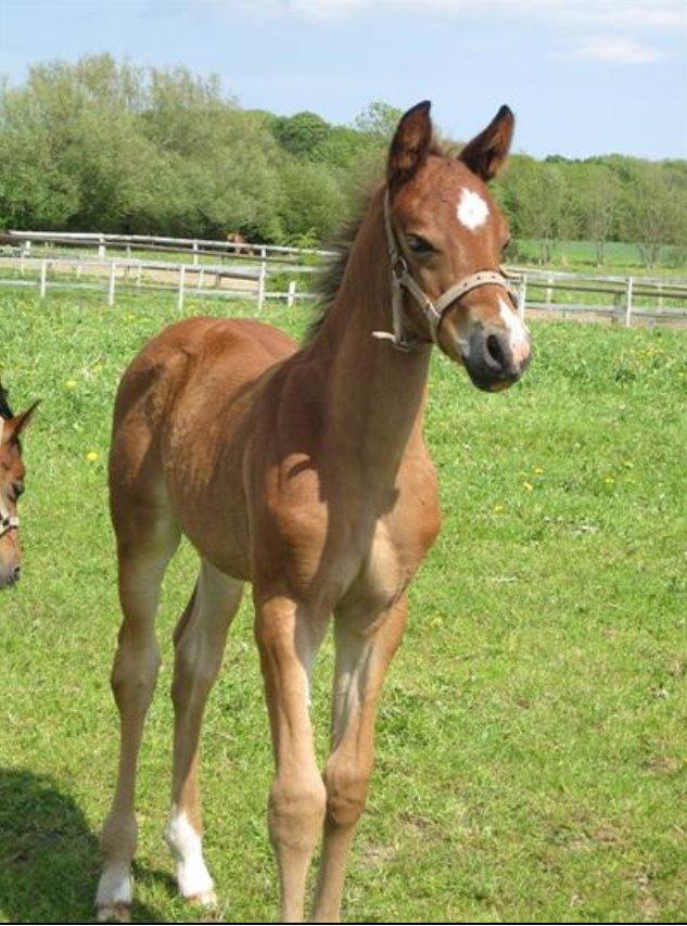 DSP Skovlys Cazador - Cazador som baby ;) Taget af Anne Kathrine Eslund billede 14