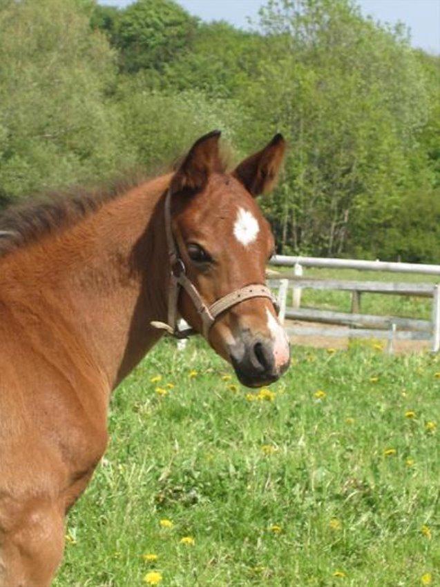 DSP Skovlys Cazador - Cazador som baby ;) Taget af Anne Kathrine Eslund billede 15