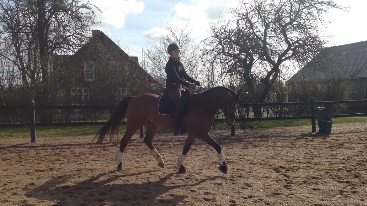 DSP Skovlys Cazador - Træning d. 12. april 2015 billede 5